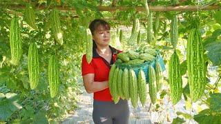 Harvesting Bitter Melon Go To Market Sell Buy Pork Leg To Cook  Phương - Free Bushcraft