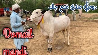 domail mandi today May 2024 latest update ll Domail mandi rate ll Jamil tv ll