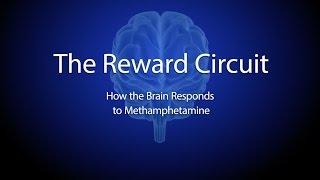 The Reward Circuit How the Brain Responds to Methamphetamine