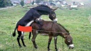 super murrah donkey meeting first time must watch real meeting