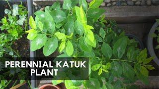 PERENNIAL KATUK  Tropical Leaf Vegetable