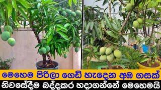 අපේ අතින්ම ගෙඩි පිරිලා හැදෙන අඹ ගසක් බද්ද කරලා මෙසේ සාදා ගනිමු - how to grow a bud mango tree.