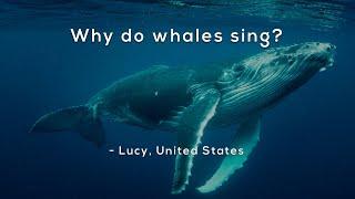 Why do whales sing?