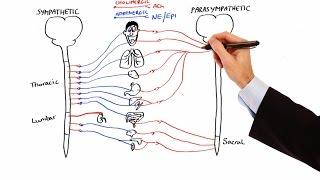 Pharmacology - AUTONOMIC NERVOUS SYSTEM MADE EASY