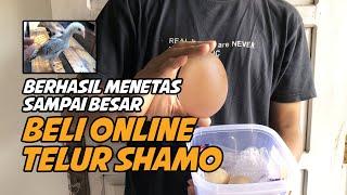 Beli Telur Ayam Shamo Online Berhasil Menetas Hingga Besar SERU Ini Prosesnya