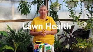 How to get rid of winter weeds in your lawn  Winter Lawn Care