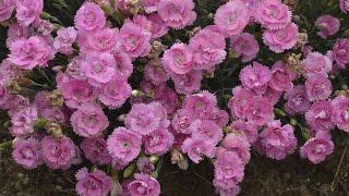 Dianthus Production Tips  Walters Gardens