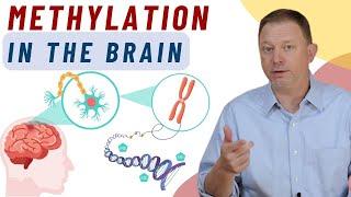 Methylation in the Brain What is it?