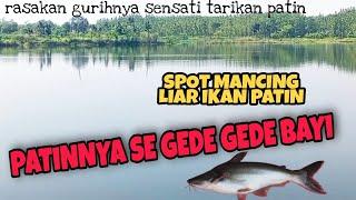 SPOT MANCING LIAR CIKARANG CIBARUSAH IKAN PATIN LIHATLAH PATINNYA SEGEDE-GEDE BAYI