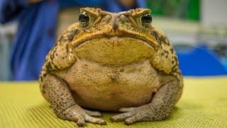 Ask the Aquarium  — Whats the difference between a Frog and a Toad?