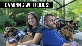 Lets Talk about Dogs  Tips for RV Camping with Dogs