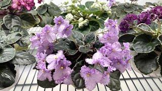 African Violets in February 2024 - Part 2 – More Standards