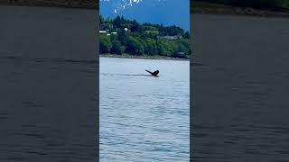 Yes I filmed a #whale  in #alaska #cruise #shorts