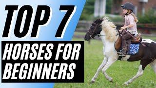 7 Best Horse Breeds for Beginners - Horse Breeds Haflinger Horse American Paint Horse