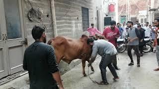 Dangerous Cow Qurbani I Eid ul Azha - 2020