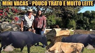 ELE TEM UM REBANHO DE MINI VACAS LEITEIRAS