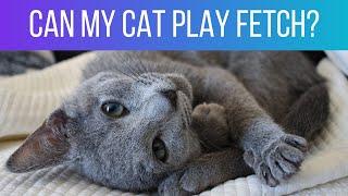 5 common Russian Blue personality traits Does my cat have them all?