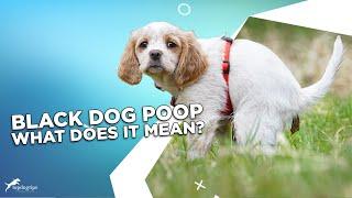 Black Dog Poop What Does It Mean?