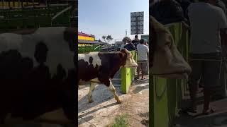 sapi malbor super jumbo #sapijumbo #cowshortvideo #cow
