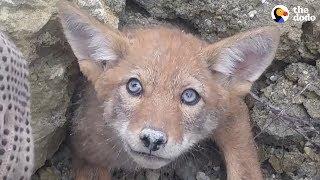 Guys Rush To Free Baby Coyote From Collapsed Den UPDATE  The Dodo