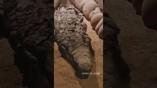 The Crocodile Mummies of Kom Ombo #egypt #sobek