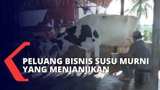 Bisnis Susu Sapi Perah Asal Eropa Tinggi Peminat Dijamin Segar dan Tanpa Bahan Pengawet