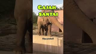 Gajah Santai   #shorts