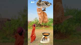 collect Halal Food and animals or Birds in Chula   Halal Vs Haram islamic Vfx