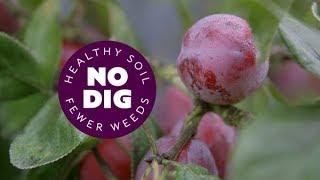 Fruit trees in a temperate climate planting tips rootstocks mulch prune thin fruit