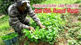 Anti Gagal Cara  Semai Cabe Rawit sistem Cabut Dari Nol sampai Siap Tanam