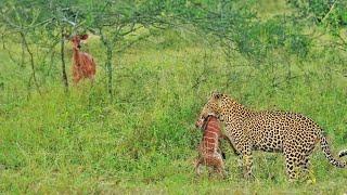 Lamb Cries for Mom to Help Save him from Leopard