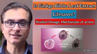 Can Ginkgo Biloba Leaf Extract be a lifesaver? Studied Dosage? Improve your memory Focus & Fatigue