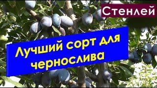 Лучший сорт сливы на чернослив.