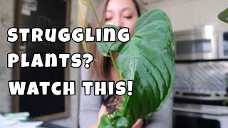 STRUGGLING PLANTS? WATCH THIS