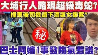 慎防大埔行人路現超級毒蛇？撞車後司機遺下酒氣女乘客？8-7-2024