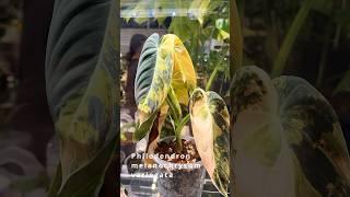 Philodendron 2.0  NEW Hybrids Variegated and Tricolor Beauties