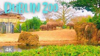 【4K】Dublin Zoo 2022  The Zoo  4K Walking Tour