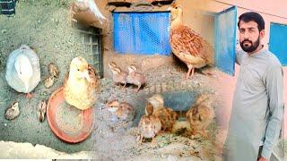 Teetar Ke Bachy Palne Ka Tarika  How to raise pheasant chicks  Teetar Fram 