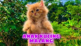 CERITA SAAT BERTEMU DENGAN KUKI SI ANAK KUCING PERSIA MALANG SANGAT LUCU GEMOY