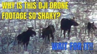 WAIT FOR IT Moose caught by DJI Matrice 210 Drone