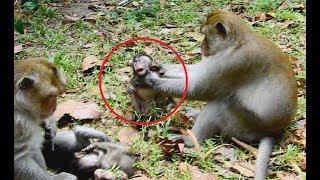 So pity baby Big monkey strangled baby monkey very strongWild Monkey