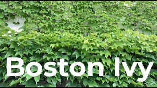 Relax to the Boston Ivy