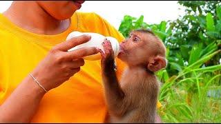 Mom tried to breastfeed her baby monkey Aba quickly and obediently​ #LoverMonkeyHome