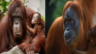 Bornean Orangutan & Sumatran Orangutan - The Differences