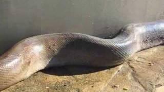 Worlds Largest Snake Ever Found dead