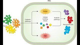 Metabolism Anabolism and Catabolism