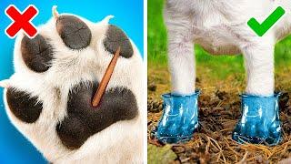 AWESOME HACKS FOR PET OWNERS  Cute DIYs Fun Toys and Useful Gadgets