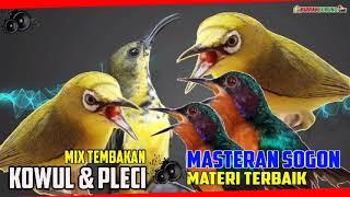 MASTERAN SOGON MATERI TERBAIK  KOWUL & PLECI