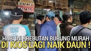 BAKAL VIRAL  ADA MURAI 90RB SOGON 20RB KUTILANG 10RB DLL DI PASAR BURUNG PRAMUKA HARI INI