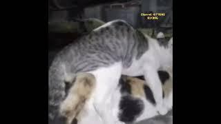 kucing kawin dengan cara paling Anehbest mating cat in the world #short #kucingkawin #kucinglucu